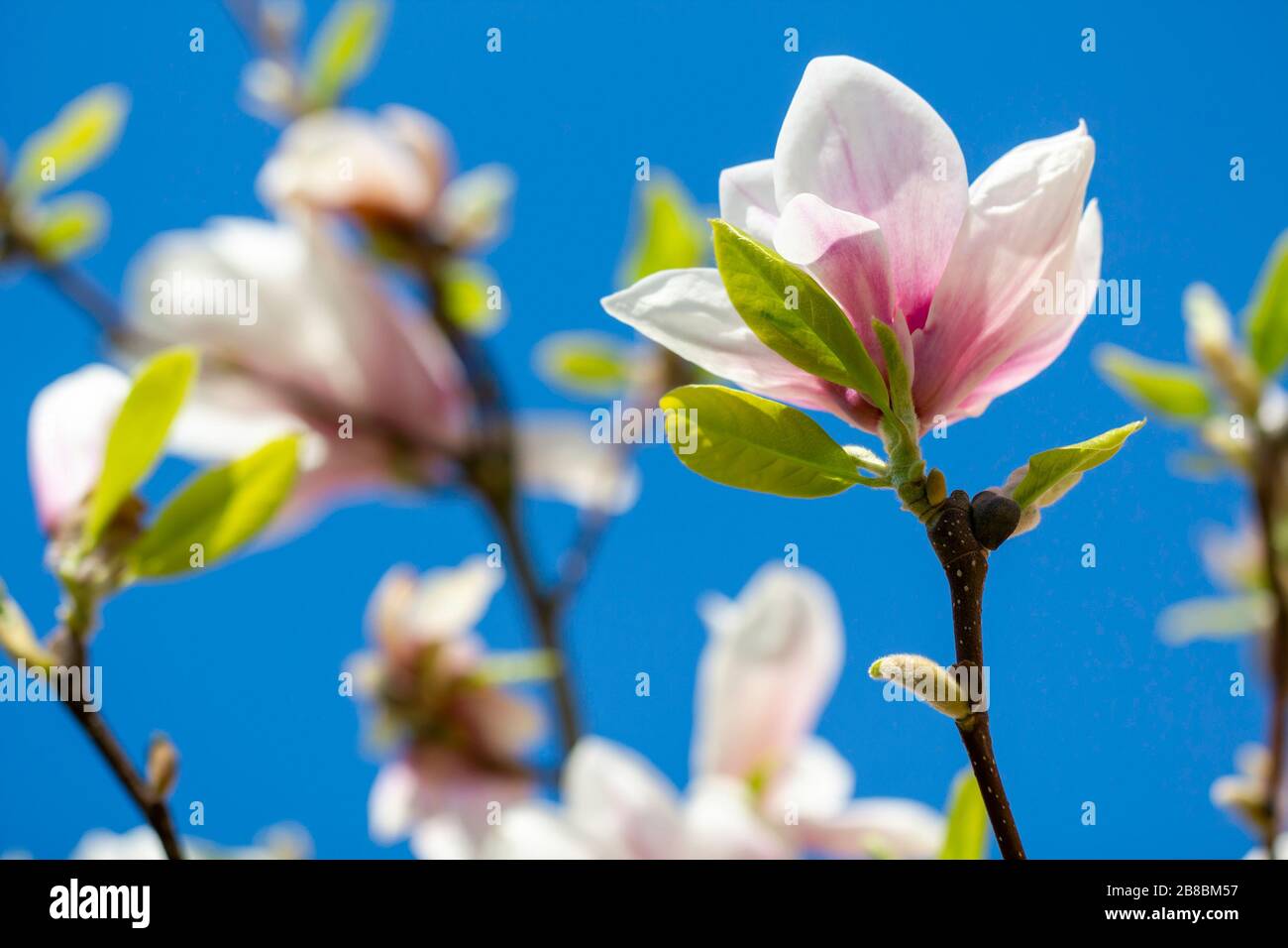 Schöne Magnolie (Magnolie, Magnoliaceae), Lüneburgische Heide, Norddeutschland Stockfoto