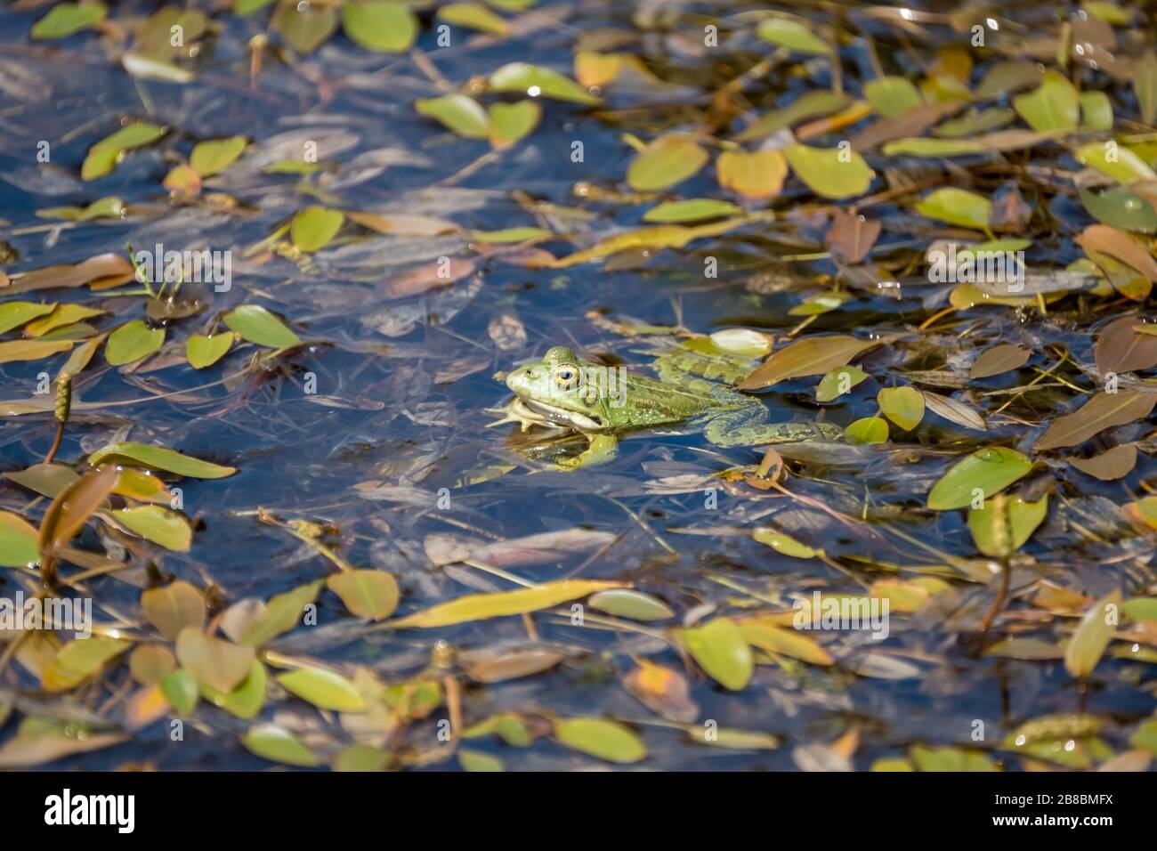 Ein kleiner grüner Frosch in einem grünen Pool Stockfoto