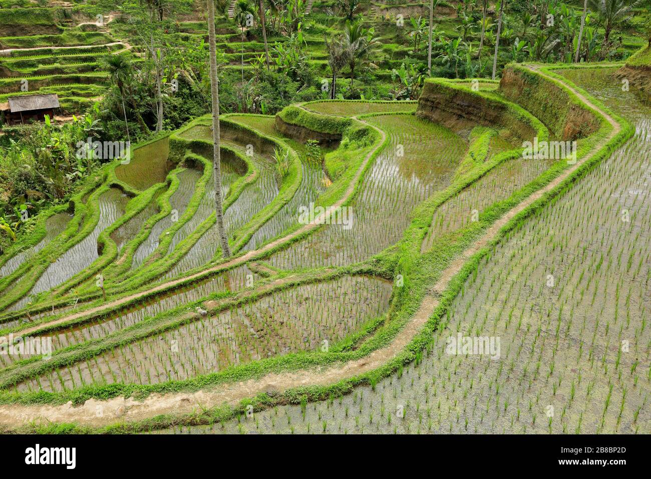 Mit Blick auf die üppig grüne Reisterrassen Tegallalang in Ubud, Bali, Indonesien Stockfoto