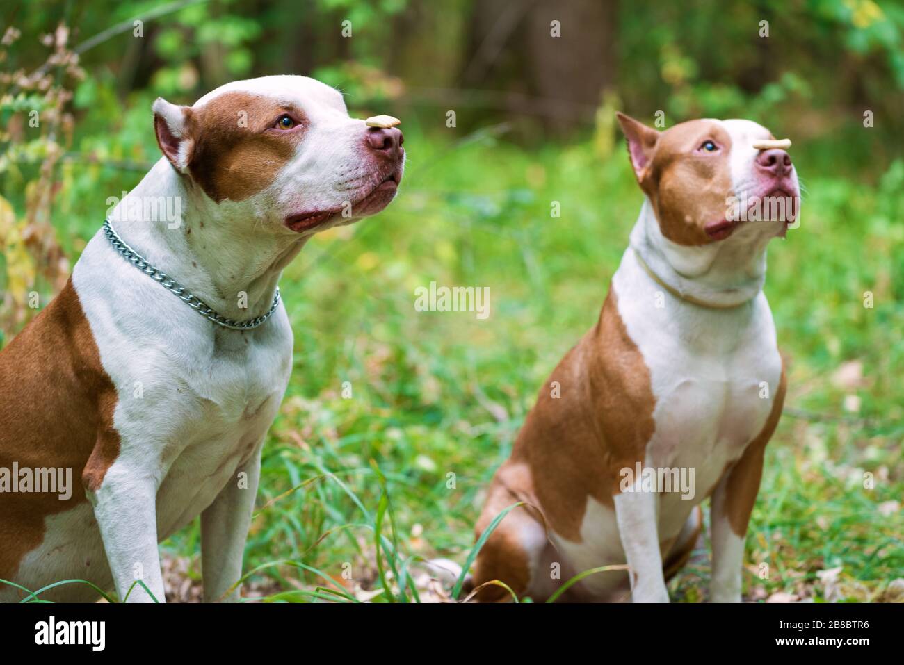Rote Nase Pitbull Stockfotos Und Bilder Kaufen Alamy