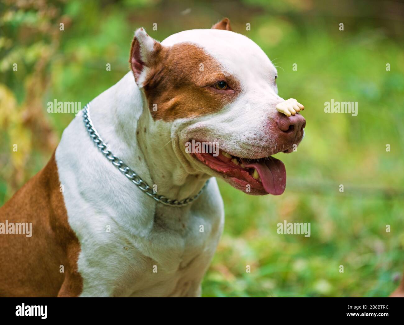Rote Nase Pitbull Stockfotos Und Bilder Kaufen Alamy