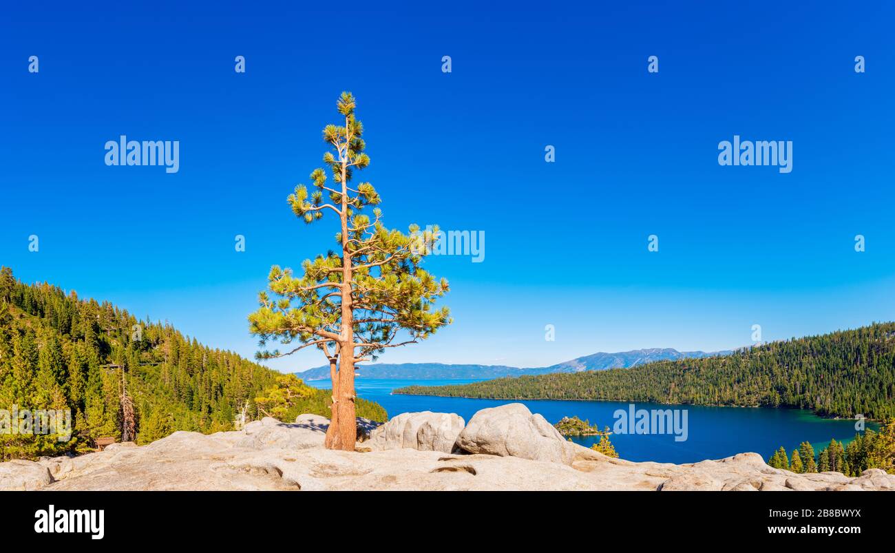 Panoramablick auf einen Lone Tree in der Nähe der Emerald Bay am Lake Tahoe, Kalifornien, USA Stockfoto