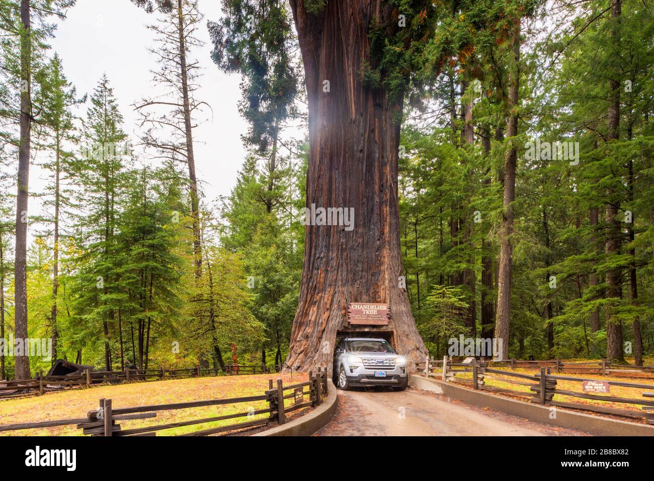 Kronleuchter Drive Through Tree in Leggett California USA Stockfoto