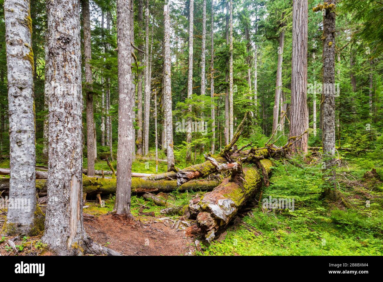 Wald im Mount Rainier National Park USA Stockfoto