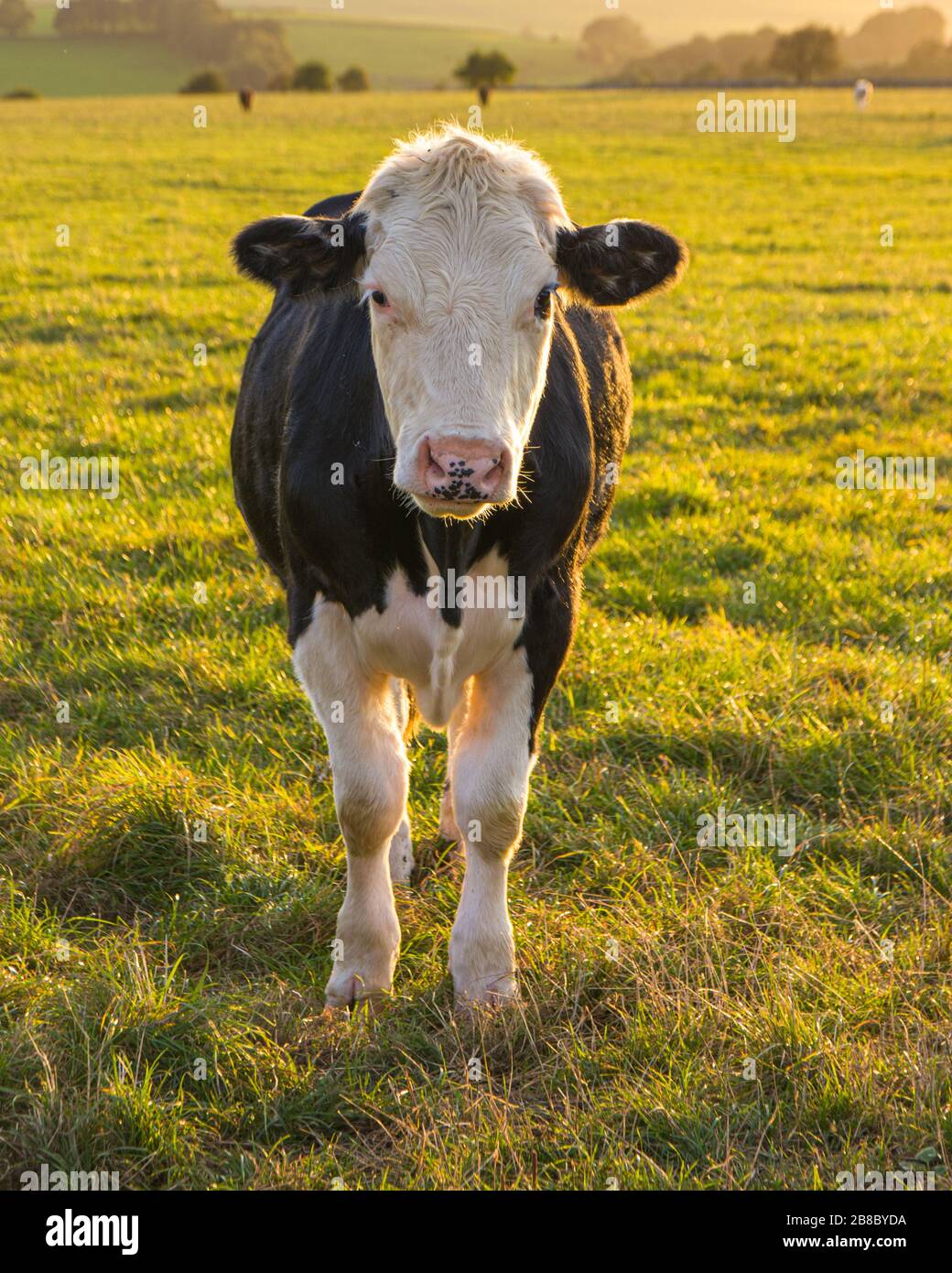 Braune und weiße Kuh mit Blick auf die Kamera Stockfoto