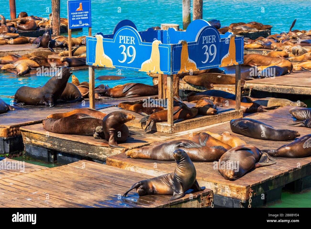 Sea Lions am Pier 39 San Francisco USA Stockfoto