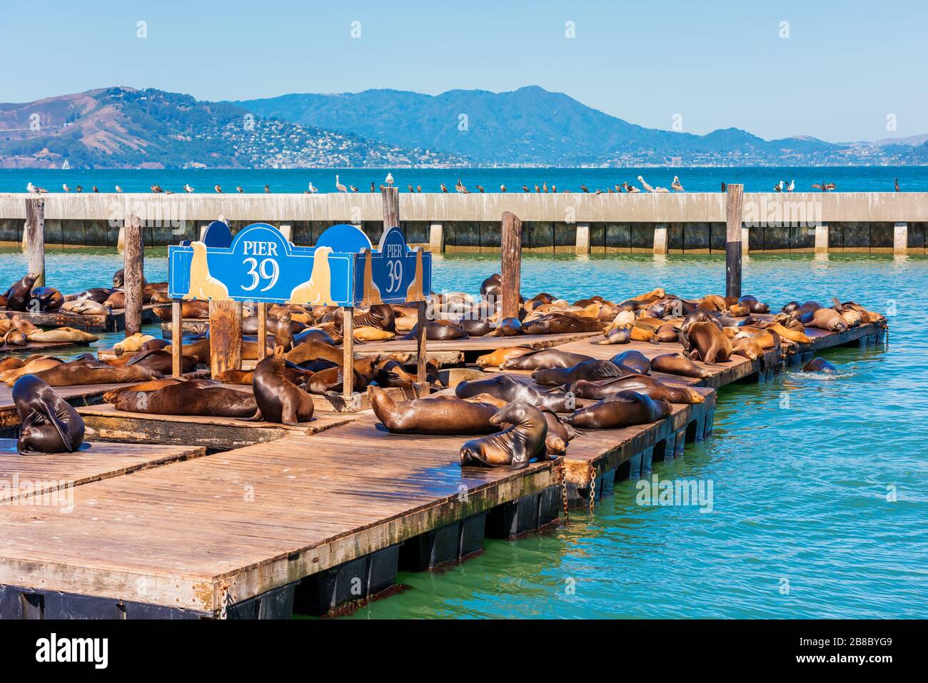 Pier 39 San Francisco USA mit Sonnenbaden Sea Lions Stockfoto