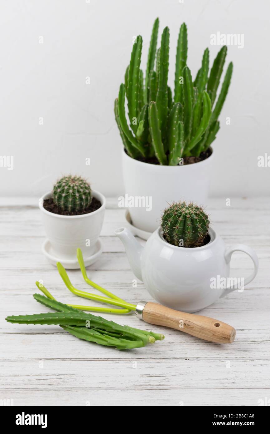 Gartenbau-Verpflanzung in einem Topf mit Gartenwerkzeugen auf einem weißen Holztisch. Modernes Interieur mit vielen Pflanzen Stockfoto