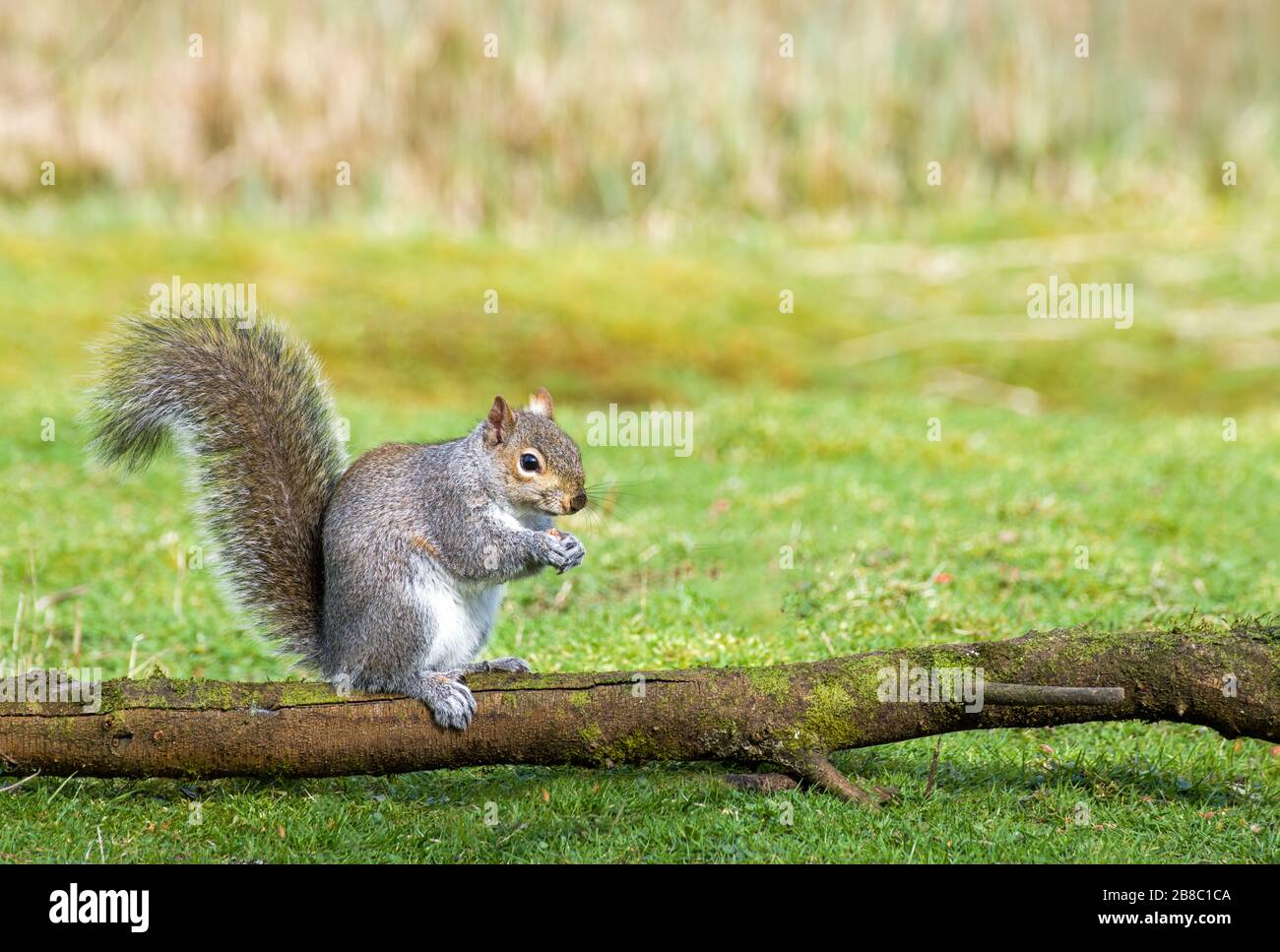 Wild Gray Squirrel Scirurus carolinenses essen Erdnüsse Stockfoto