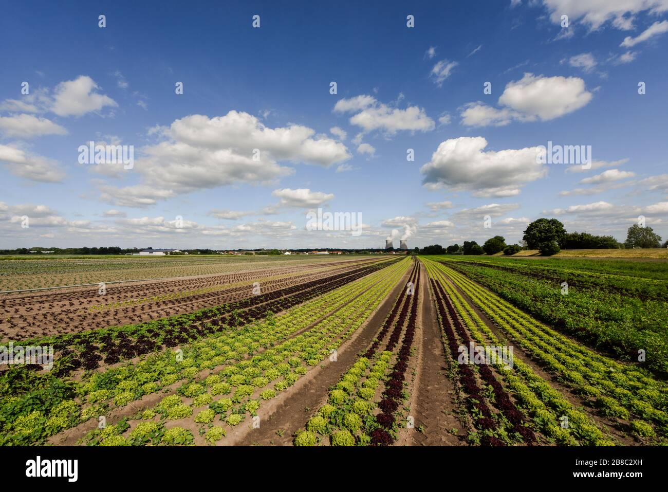 Salatfeld mit einem Kernkraftwerk im Hintergrund, Deutschland Stockfoto