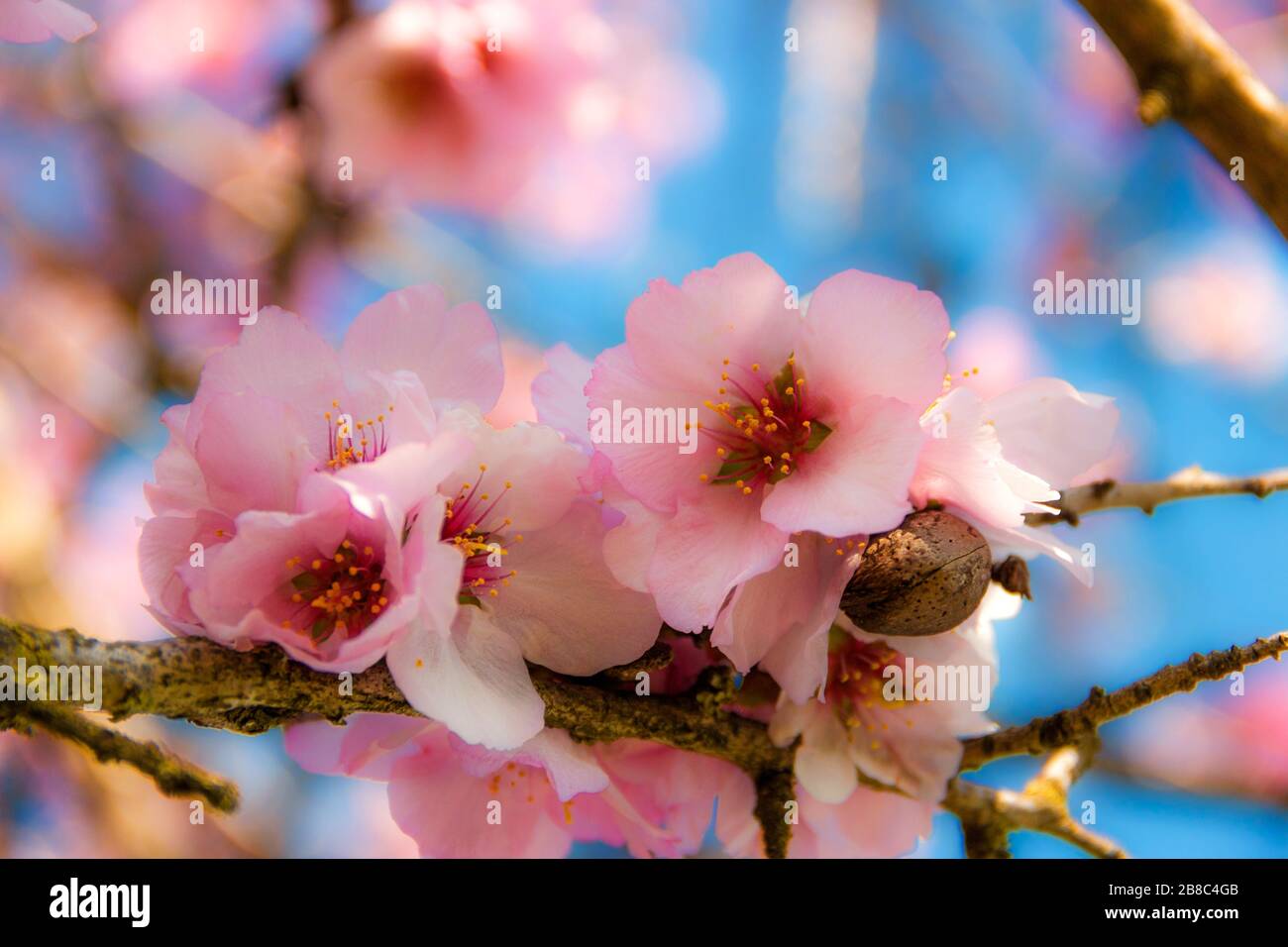 Frühlingszeit: Rosa Blüte von Mandelhinterleuchtung zwischen den Zweigen. Stockfoto