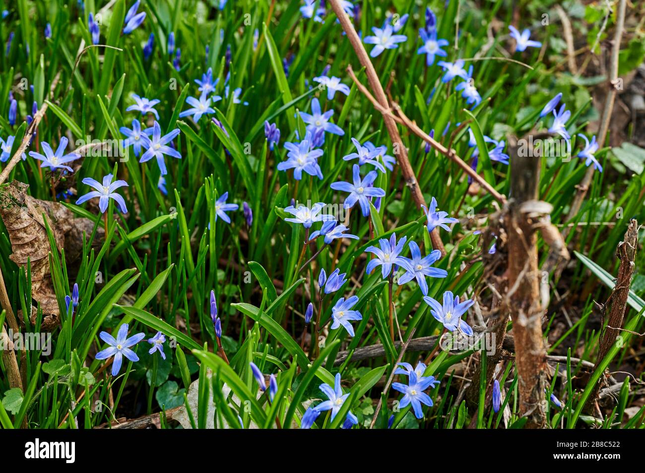 Nahaufnahme vieler Hausbesetzer (Scilla siberica), die auf einer Waldlichtung im Sonnenschein blühen. Stockfoto