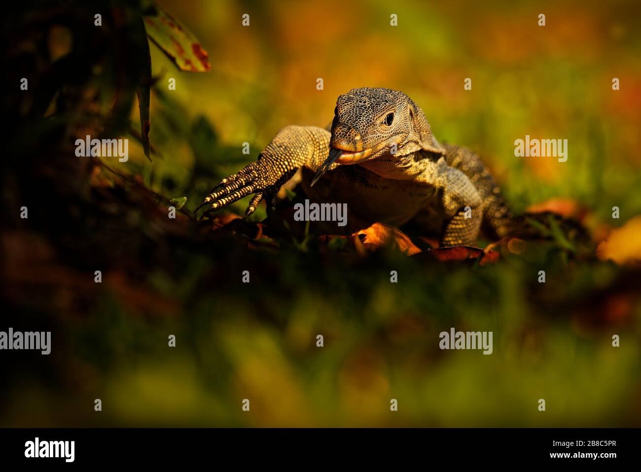 Asiatische Wasser-monitor Varanus Salvator auch gemeinsame Wasser Monitor, große varanid Eidechse, die in Süd- und Südostasien (kabaragoya, zwei-Gebändert Moni Stockfoto