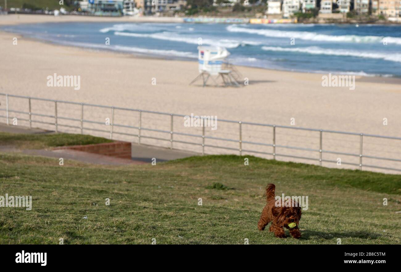 (200321) -- SYDNEY, 21. März 2020 (Xinhua) -- Foto vom 21. März 2020 zeigt den leeren Bondi Beach in Sydney, Australien. Australiens berühmter Bondi Beach wurde geschlossen, nachdem am Freitag Hunderte von Strandgängern auf dem Sand gedrängt hatten, die fortlaufenden Richtlinien zur sozialen Distanzierung ignorierten. Der Polizeiminister des Bundesstaates New South Wales David Elliott ordnete an, den Strand in Sydney am Samstagnachmittag zu schließen. Es gab 874 bestätigte Fälle von COVID-19 in Australien ab 6:30 Uhr Ortszeit am Samstag, unter denen es 382 im Staat New South Wales gibt. Sieben Menschen sind an der di gestorben Stockfoto