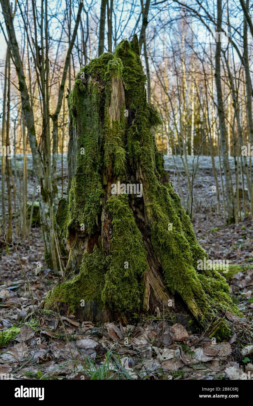 Ein natürlich umgefallener Baumstumpf ist im Frühjahr in einem Laubwald mit grünem, saftigen Moos überwachsen, wenn die Blätter noch nicht und noch nicht erblüht sind Stockfoto