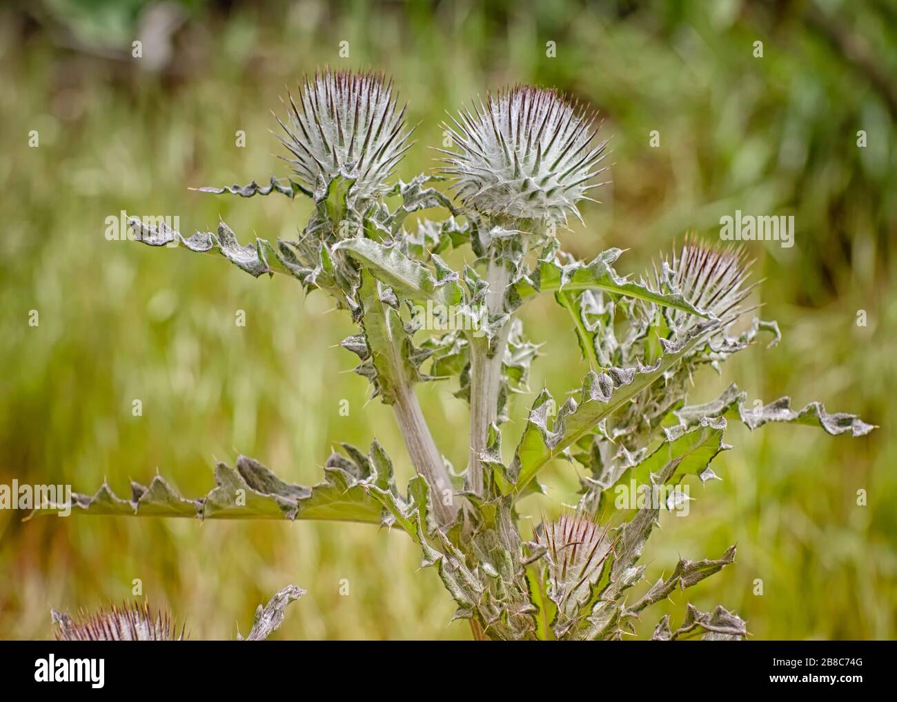Cobwebdistle (Cirsium occidentale), Los Angeles, Kalifornien. Stockfoto