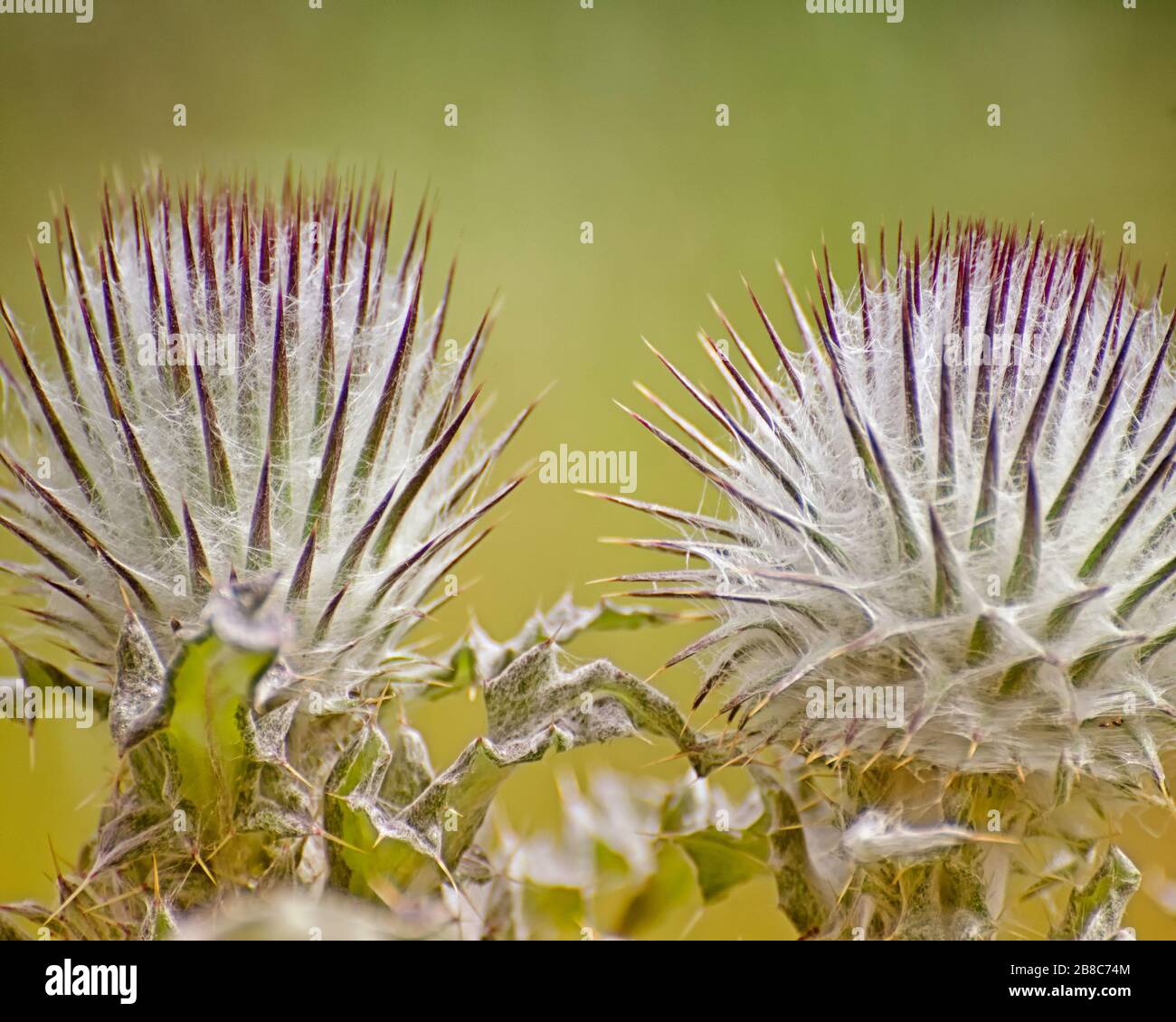 Cobwebdistle (Cirsium occidentale), Los Angeles, Kalifornien. Stockfoto