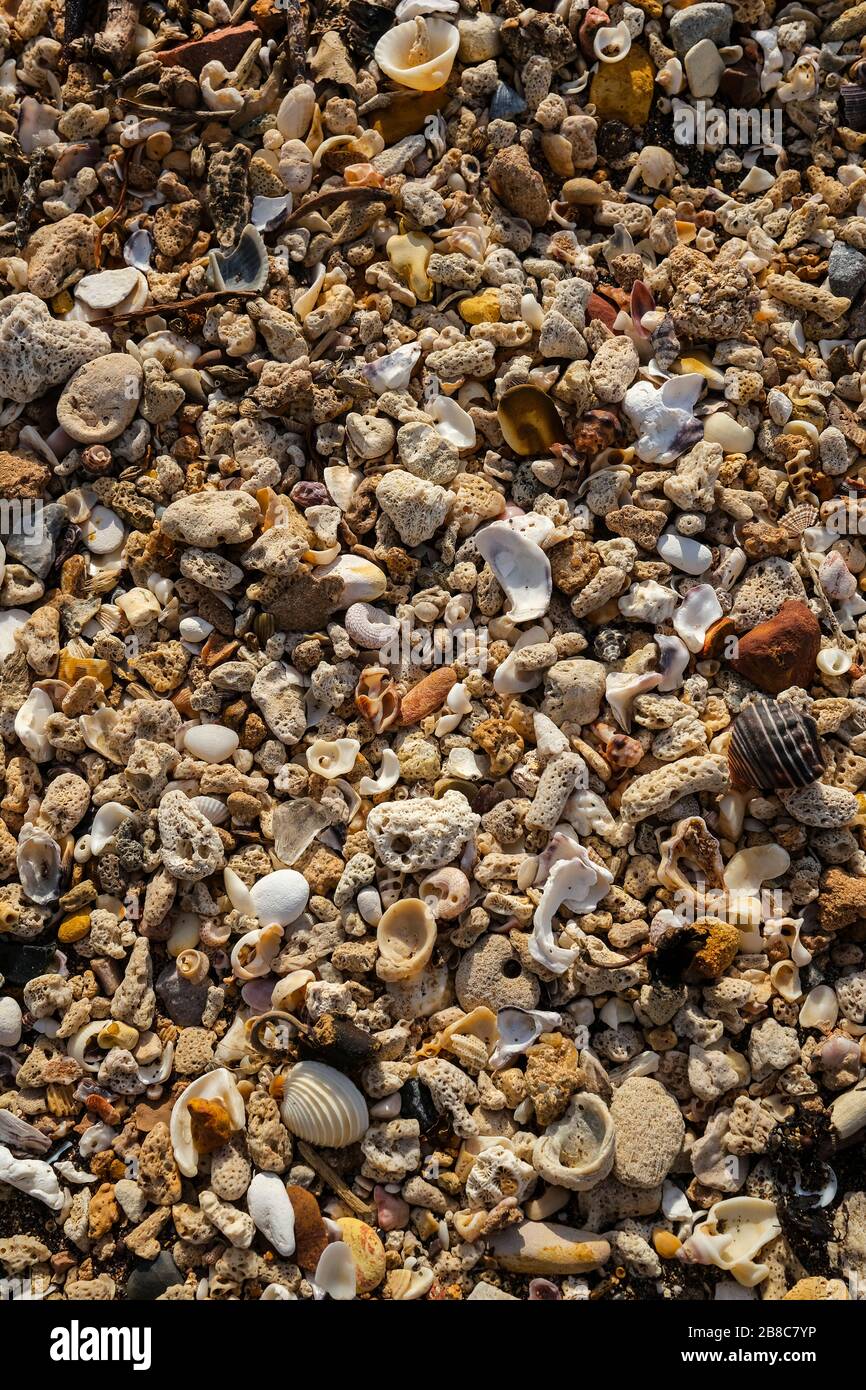 Kiesel und Muscheln am Strand. Stockfoto
