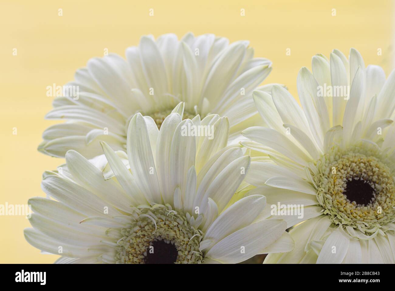 drei weisse Gerbera Stockfoto