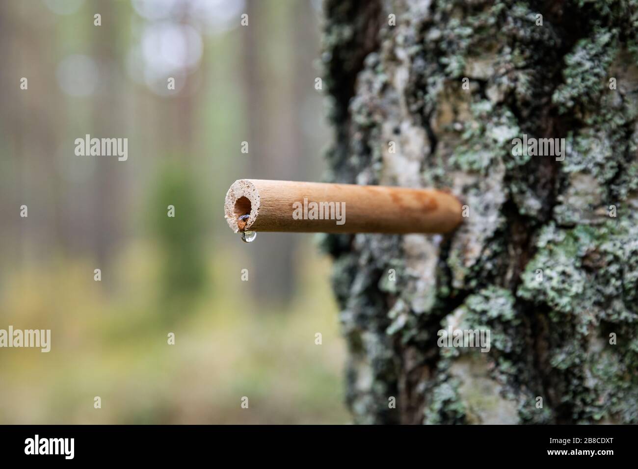 Birke sap Gewindebohren im Frühjahr Holzhahn mit Tropfen im Baumstamm Stockfoto