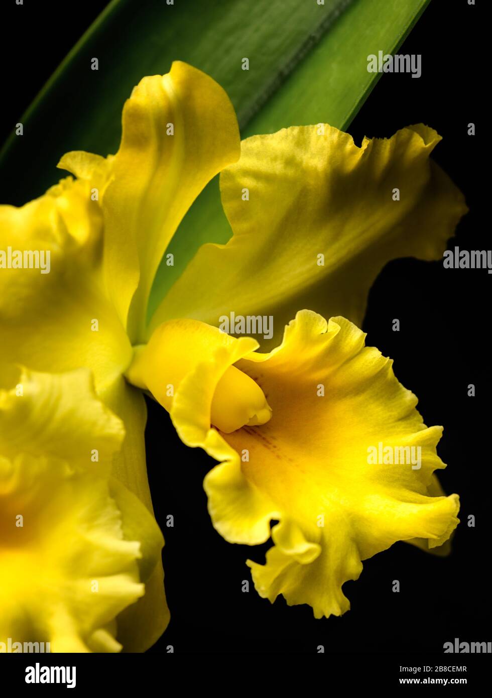Nahaufnahme der zierlichen gelben Blume mit einem grünen Blatt im Hintergrund. Stockfoto