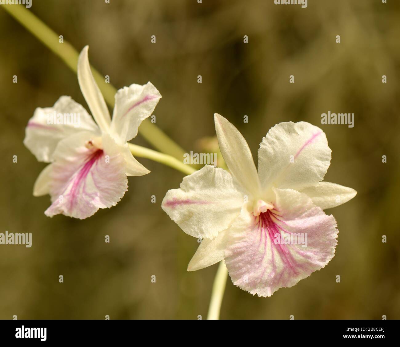 Nahaufnahme von zwei zierlichen, rosafarbenen und gelben Schmetterlings-Orchideenblüten an einem Stamm vor einem verschwommenen Hintergrund. Stockfoto