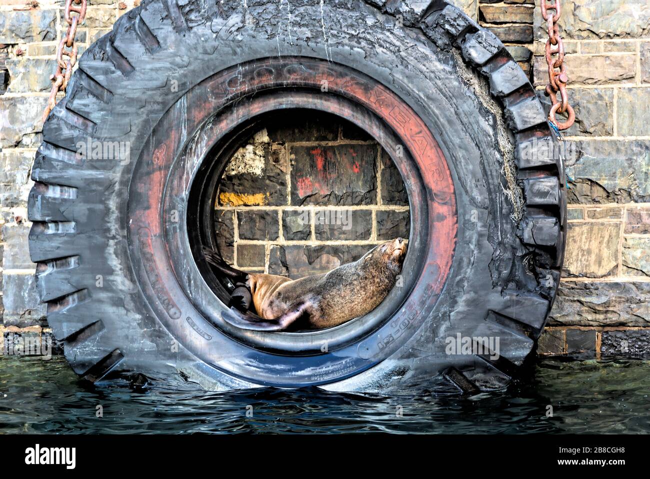 Ein großer LKW-Reifen als Dock Stoßstange verwendet macht ein perfektes Bett für eine Cape Pelz Dichtung ein Nickerchen in der Nachmittagssonne Stockfoto