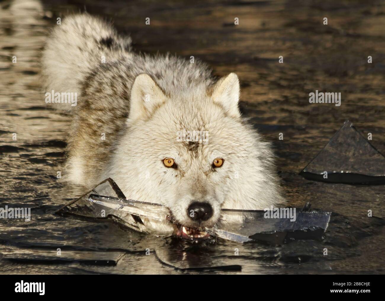 Polarwolf Stockfoto