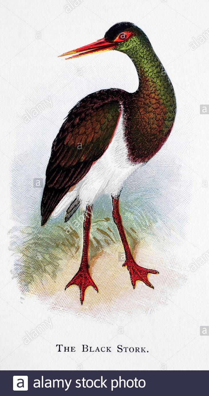 Schwarzer Stork (Ciconia nigra), klassische Illustration, die im Jahr 1898 veröffentlicht wurde Stockfoto