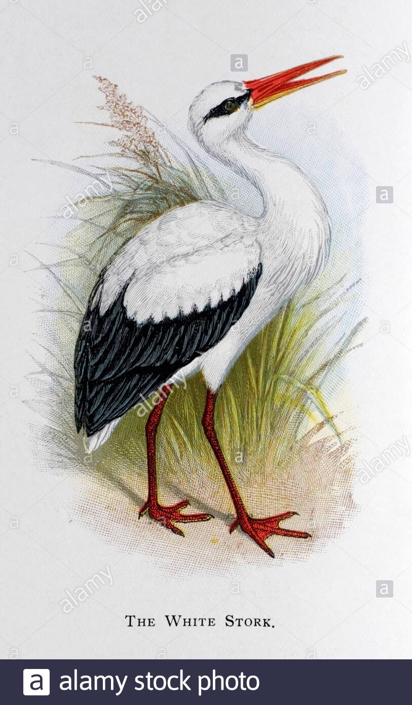 White Stork (Ciconia ciconia), klassische Illustration, die im Jahr 1898 veröffentlicht wurde Stockfoto