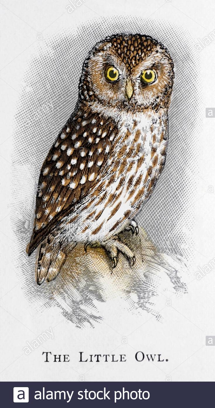 Little Owl (Athene noctua), klassische Illustration, die im Jahr 1898 veröffentlicht wurde Stockfoto