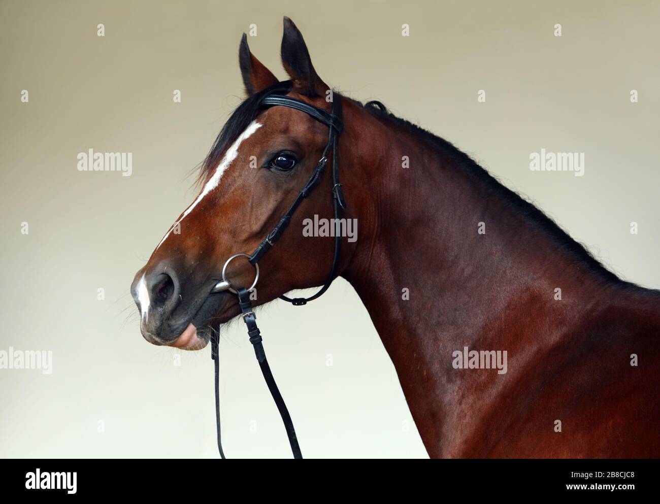 Dressur Race Horse Portrait innen stabil Stockfoto