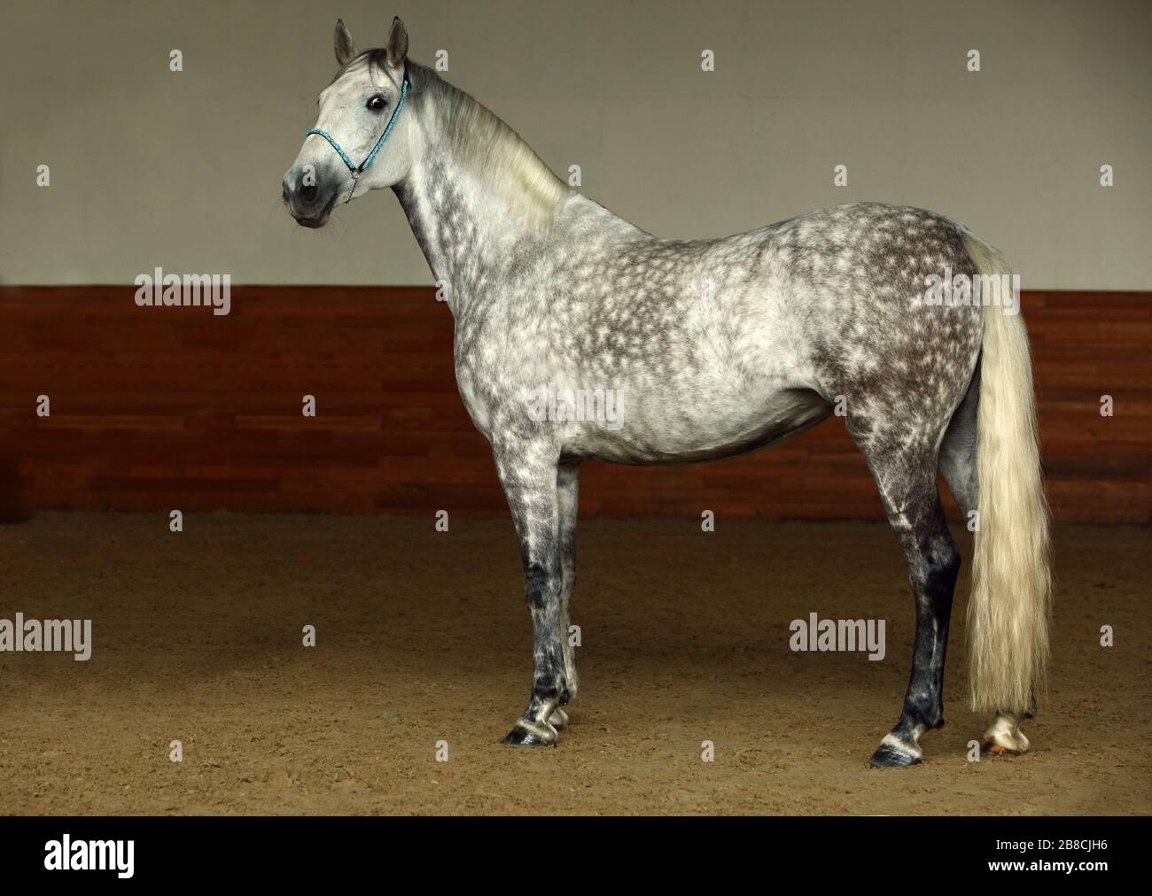 Reine Spanische Pferd oder PRE, dapple Grey Mare Portrait gegen dunkle Stockfoto