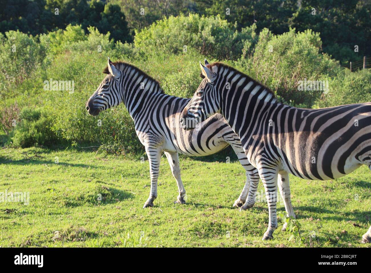 Zebras auf einer Weide im Süden Südafrikas, in der Nähe der Plettenberg-Bucht. Afrika. Stockfoto