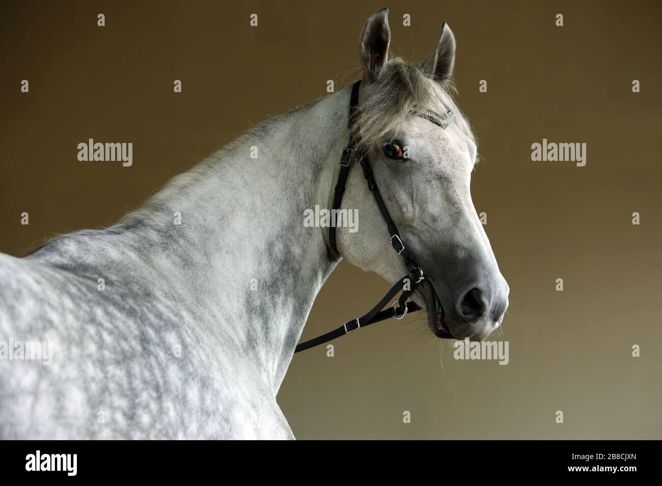 Reine Spanische Pferd oder PRE, dapple Grey Mare Portrait gegen dunkle Stockfoto