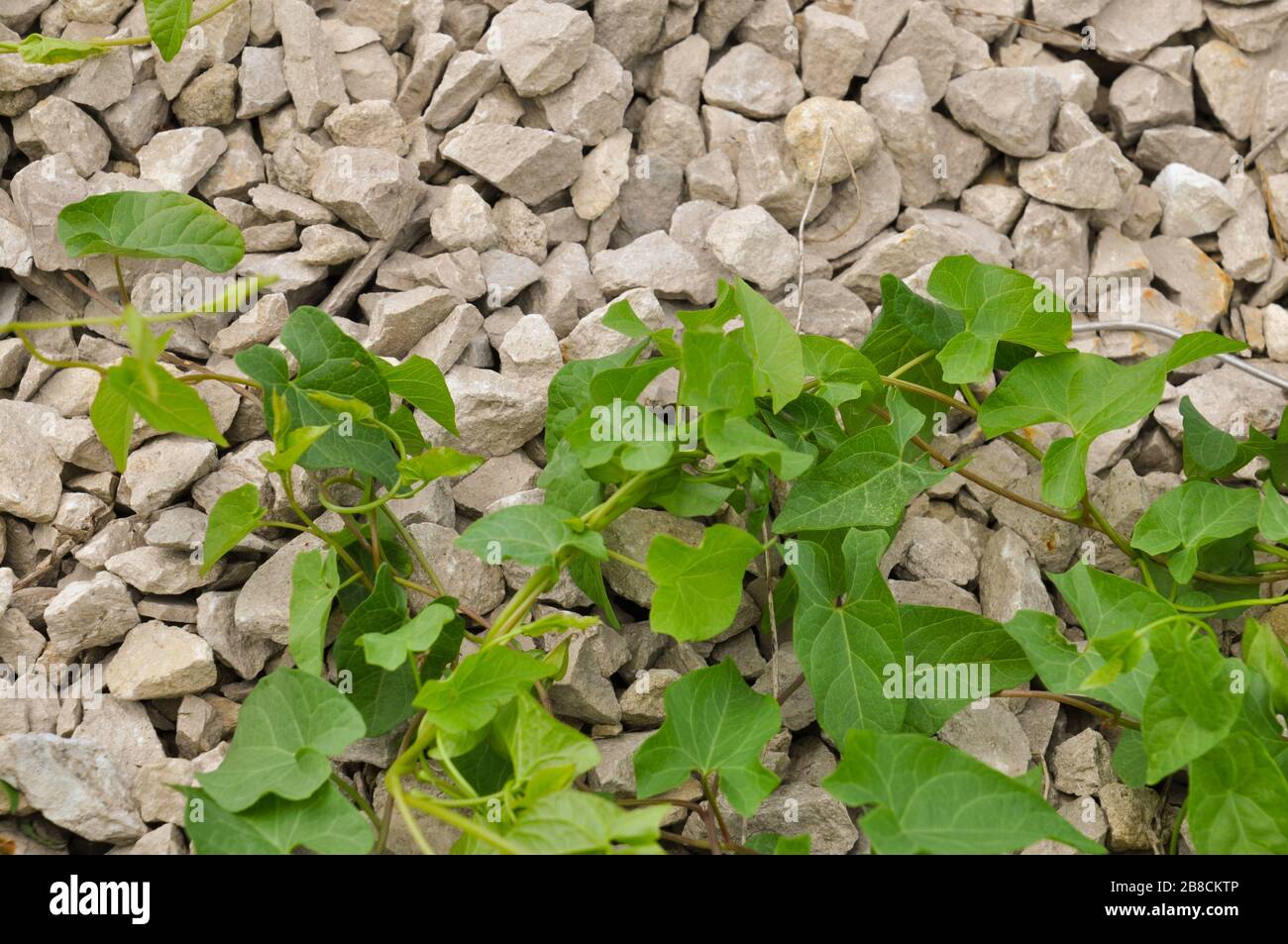 Auf zerkleinerten Steinen wachsende Bindweed-Pflanze Stockfoto