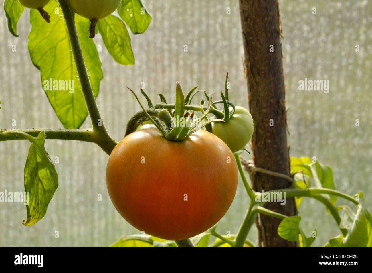 Nahaufnahme der reifenden Tomate auf dem Zweig. Stockfoto