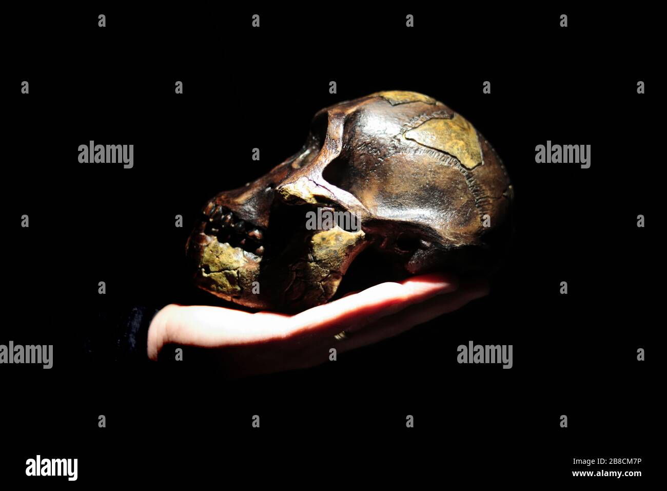 Modell des menschlichen Ahnenschädels (Australopithecus afarensis) an der Hand. Dunkler Hintergrund. Stockfoto