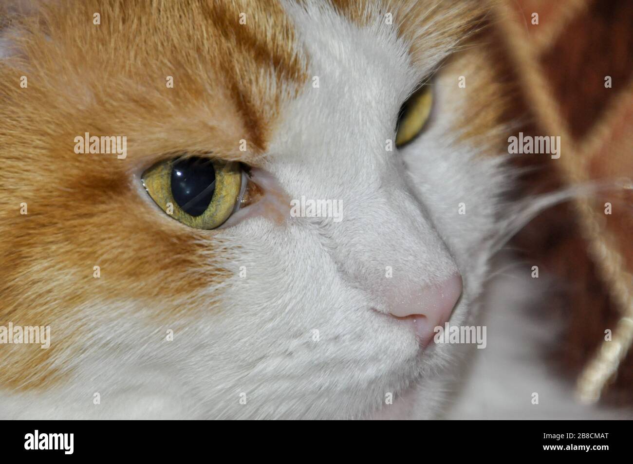 Nahaufnahme von Hauskatzengesicht. CAT hat einen ernsthaften traurigen Blick. Stockfoto