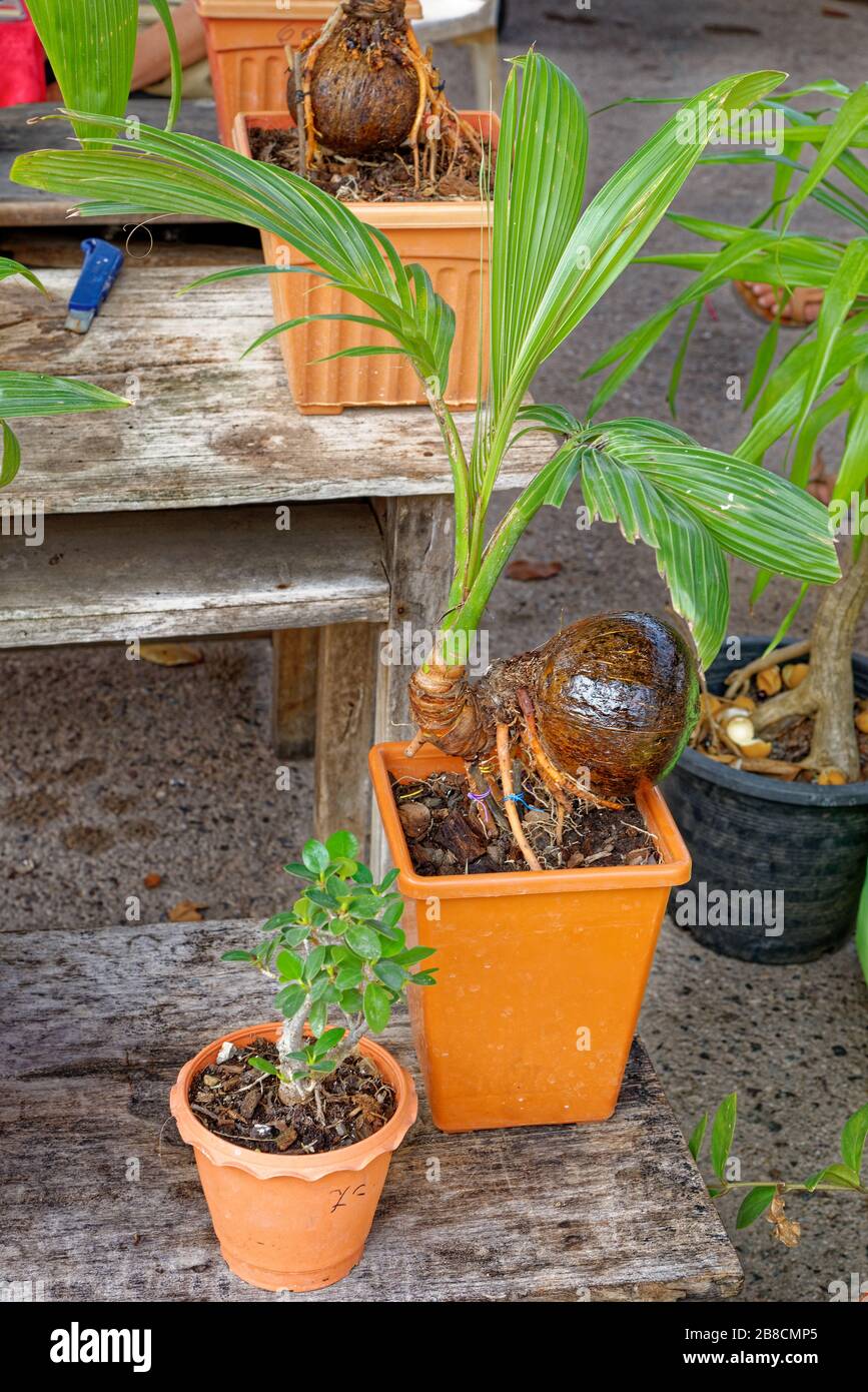 Junge Kokosnusspflanze. Spru aus Kokosnussbaum mit grnen Blttern, die  aus alter brauner Kokosnuss hervorgehen. Kokospalmen auf dem Bauernhof  Pflanzen Stockfotografie - Alamy