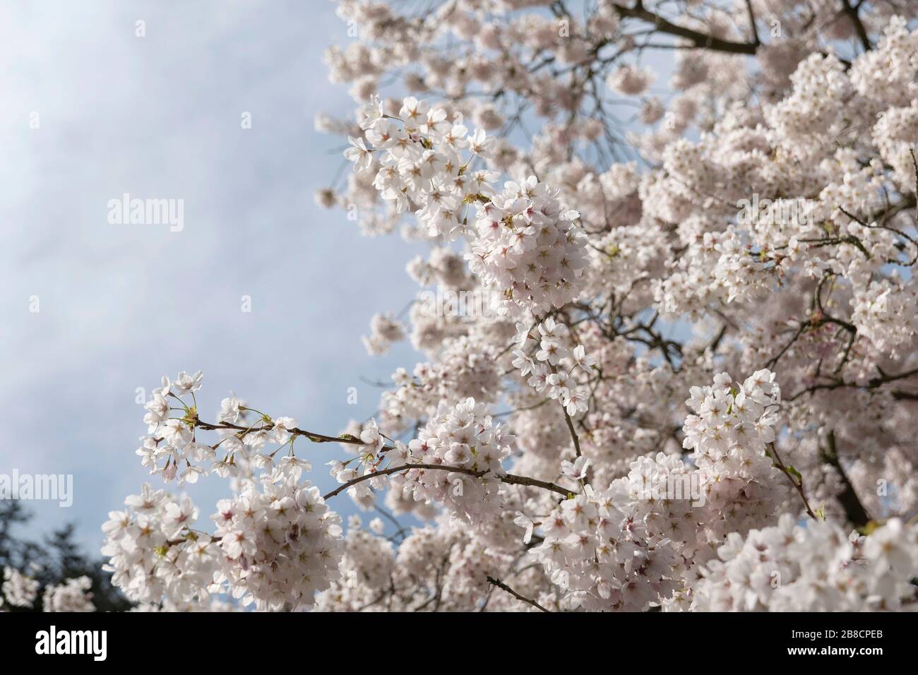 Streatham, London, Großbritannien. März 2020. Wetter in Großbritannien: Frühe Frühlingsbedingungen in Streatham Common in South London, England. Gutschrift: Sam Mellish / Alamy Live News Stockfoto