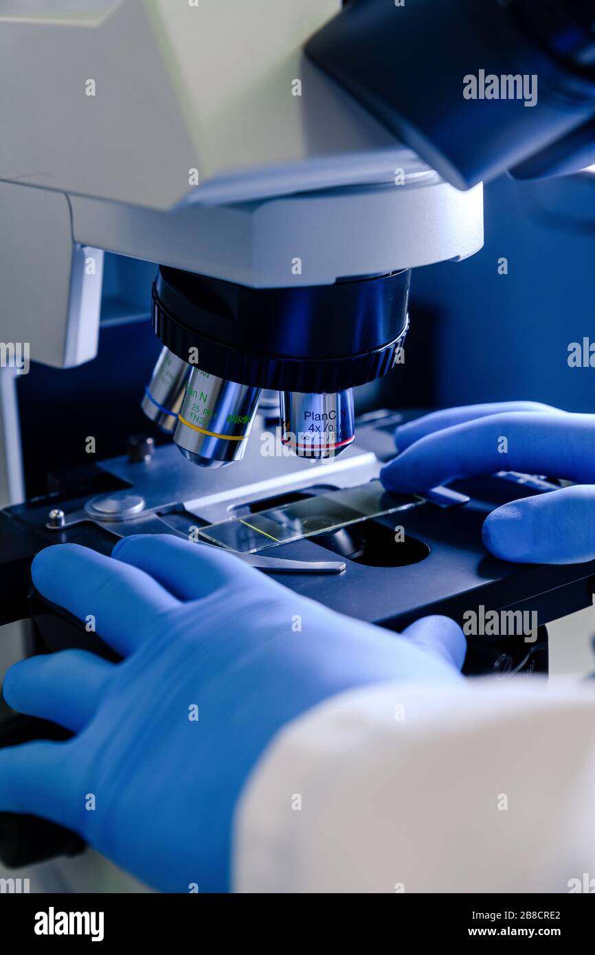 Wissenschaftlicher Umgang mit einem Lichtmikroskop untersucht eine Laborprobe für die pharmazeutische Biowissenschaftsforschung. Konzept von Wissenschaft, Labor und Studie o Stockfoto