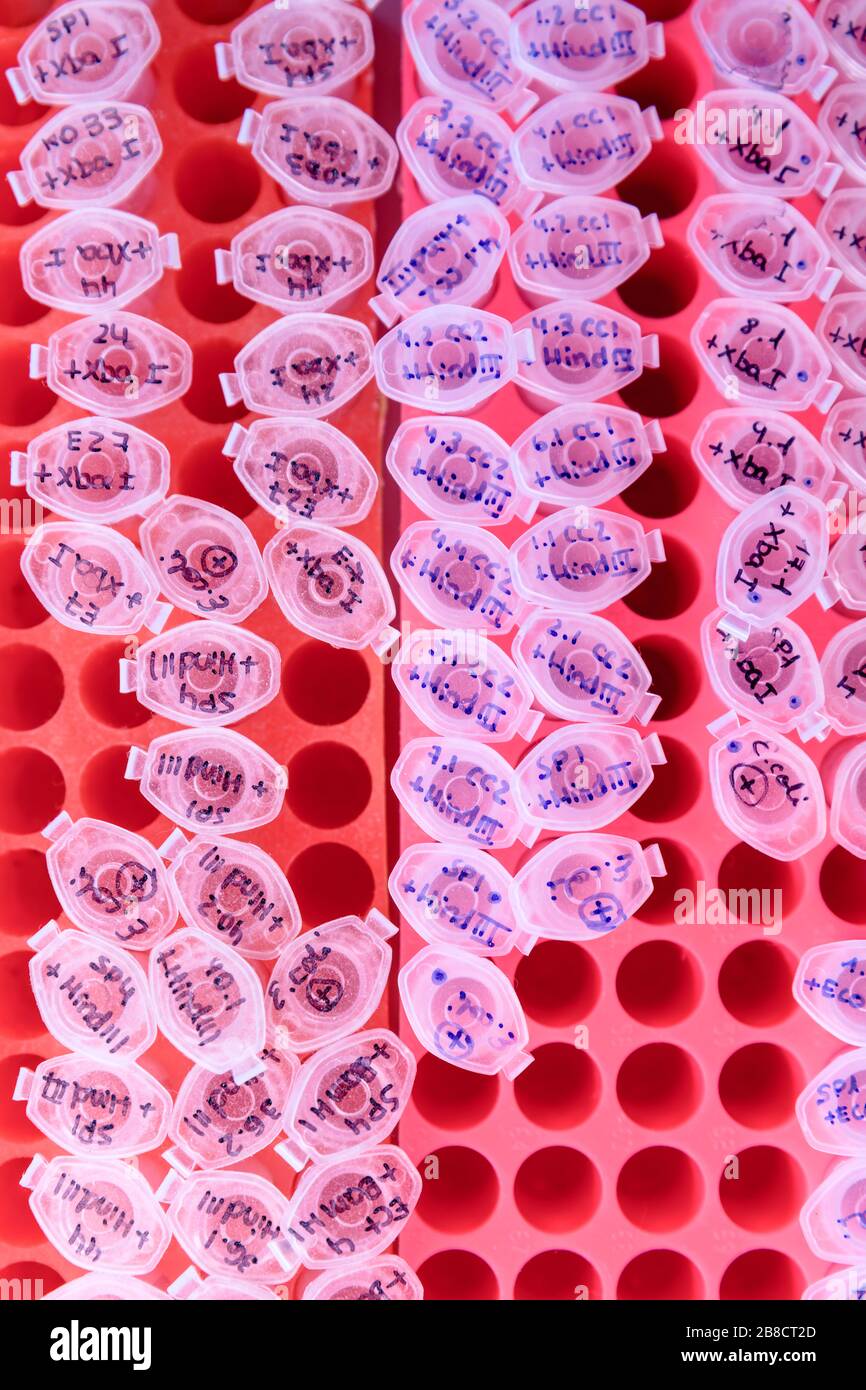 Laborgestell mit Kunststoffröhrchen für DNA-Untersuchungen. DNA-Gel-Beladung. Konzept der Wissenschaft, des Labors und der Erforschung von Krankheiten. Coronavirus (COVID-19) Behandlung Stockfoto