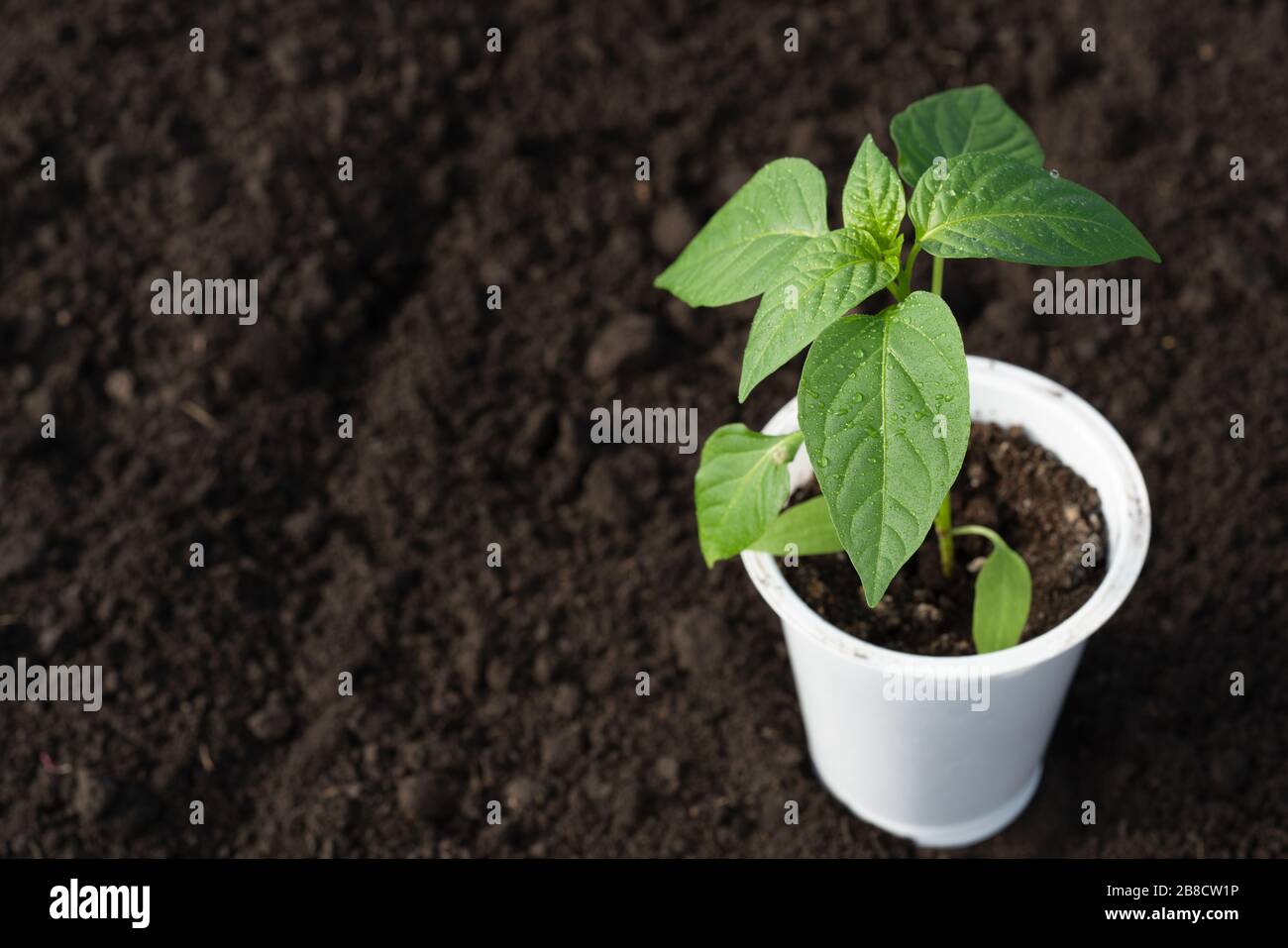 Pfefferseedling wächst in einem weißen Kunststoffglas, das auf dem Boden steht. Nahaufnahme, hohe Auflösung, Ort für Ihren Text. Stockfoto