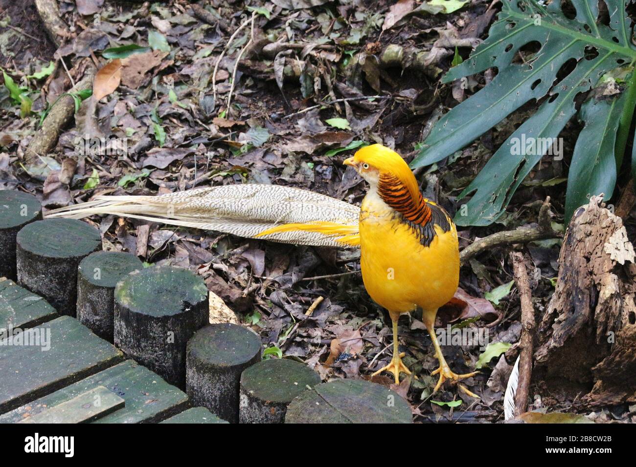 Ein wunderschöner Goldener Pheasant im Vogelschutzgebiet Eden Free Flight Sanctuary, in den Crags in der Nähe der Plettenberg-Bucht, Südafrika, Afrika. Stockfoto