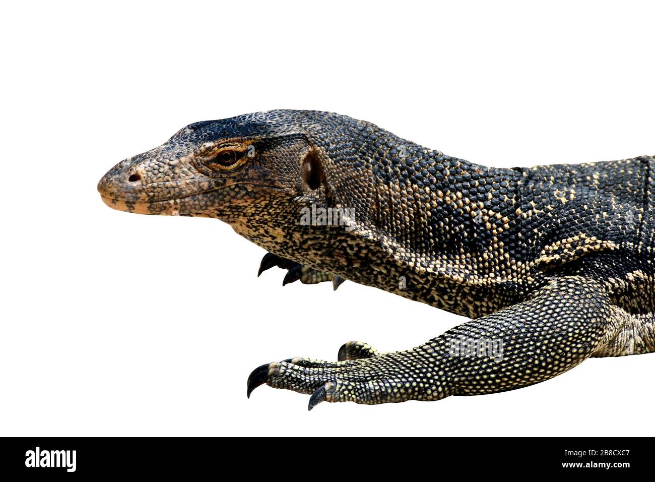 Varanus salvator, (Varanus bengalesis) Wassermonitor asiatisch isoliert auf weißem Hintergrund Stockfoto