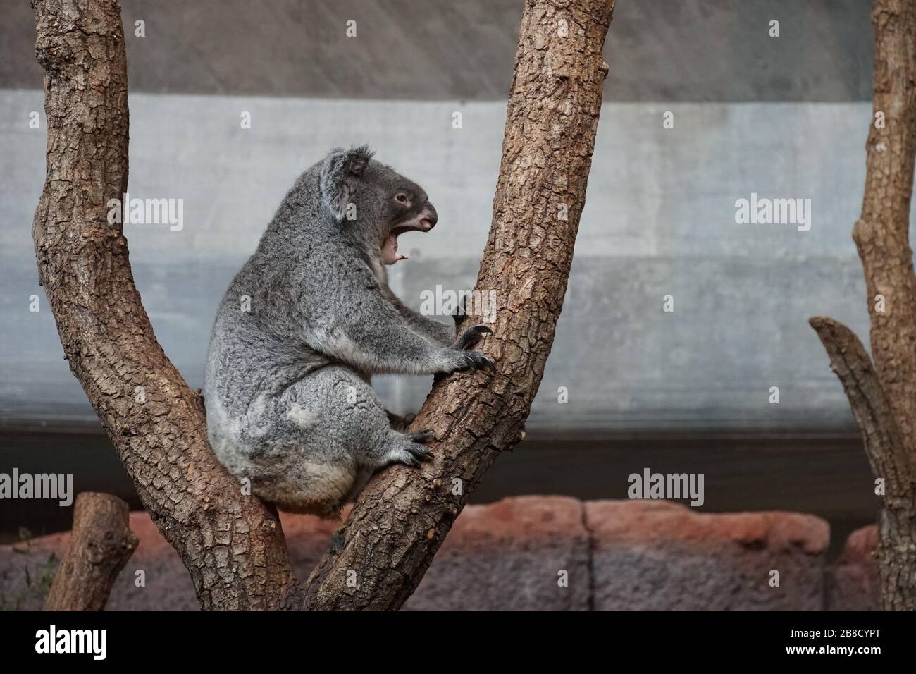 Gähnende Koala, Phascolarctos cinereus, arboreal herbivorer Beuteltier, der in Australien lebt und in seitlichem Blick in einem Baum sitzt Stockfoto