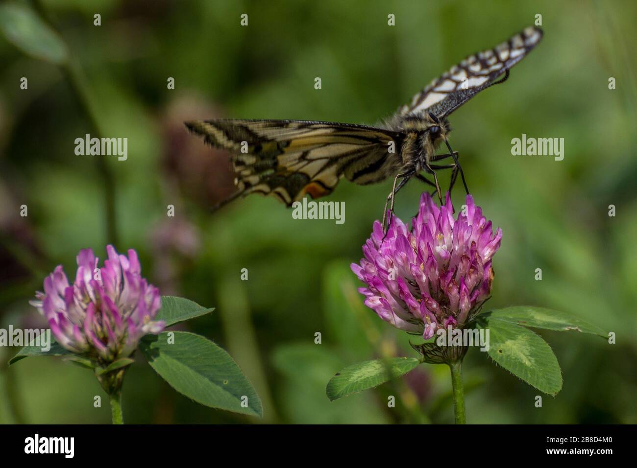 Nahaufnahme von farbenfrohen Schmetterlingen Stockfoto