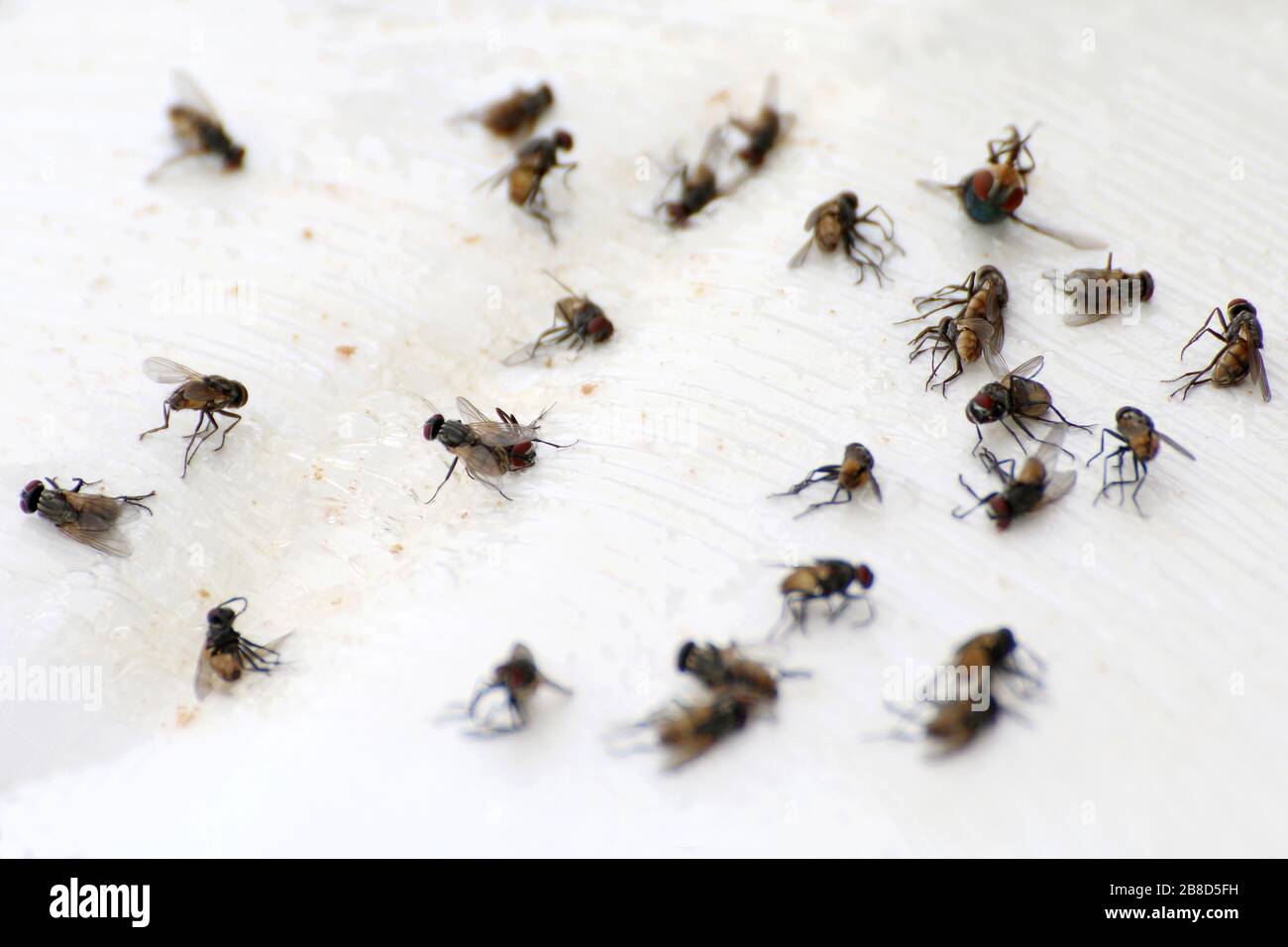 Fliege, Fliege, Nahaufnahme viele Fliegen fliegen tot auf weißem Grund, Fliegen sind Träger von Typhus-Tuberkulose (selektiver Fokus) Stockfoto