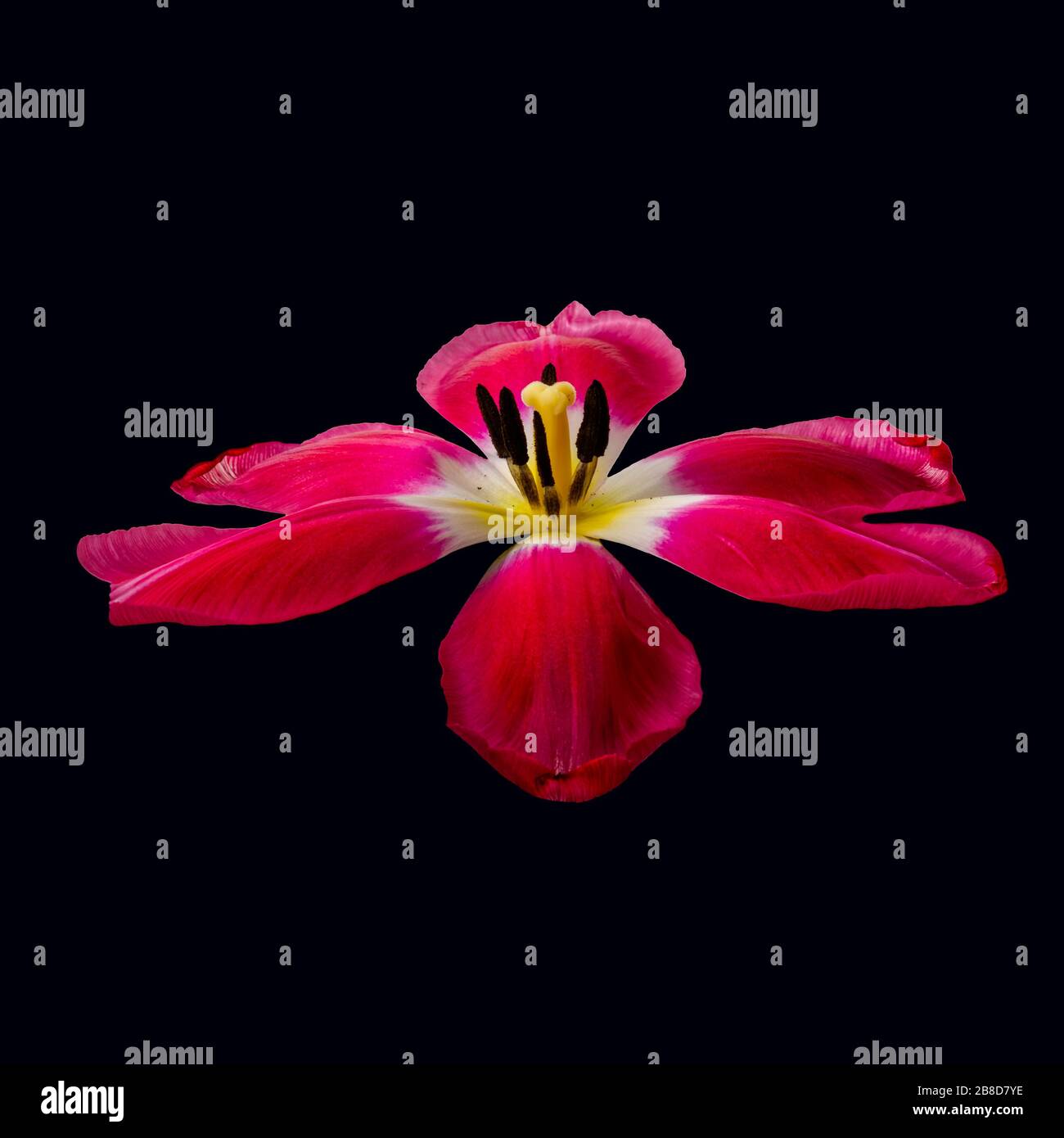 Rot gelb breit offen glänzend Tulpenblütenmakro, lebendige Blumenlandschaft auf schwarzem Hintergrund Stockfoto